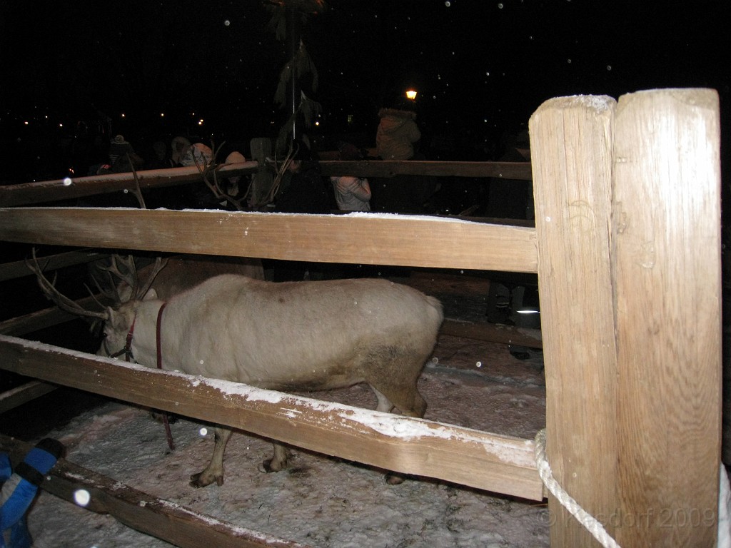 Henry Ford Christmas 2009 057.jpg - Reindeer were a big attaction for everyone.